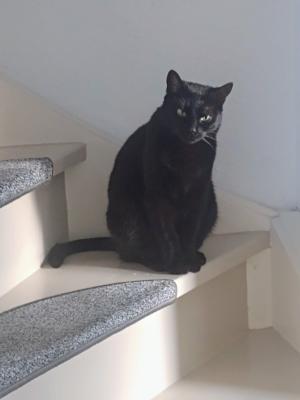 Niobe