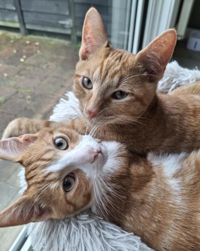 Bo(voorheen Harold) en Milo(voorheen Hector)