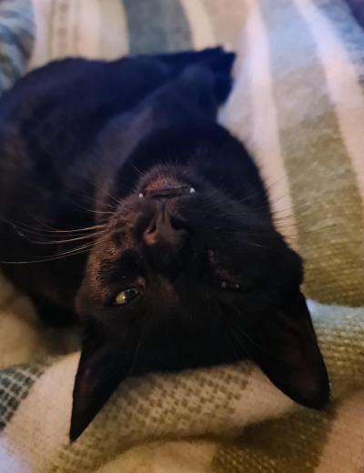 Pluim (voorheen Smasher)