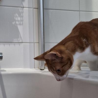 Bo(voorheen Harold) en Milo(voorheen Hector)