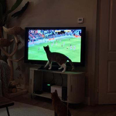 Bo(voorheen Harold) en Milo(voorheen Hector)