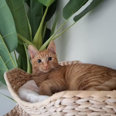 Bo(voorheen Harold) en Milo(voorheen Hector)