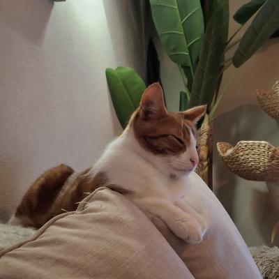 Bo(voorheen Harold) en Milo(voorheen Hector)