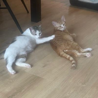 Mickey (voorheen Mike) en Murphy
