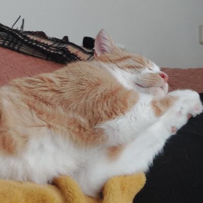 Dorus