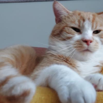Dorus