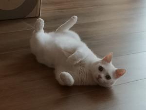 Lumi