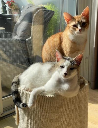 Mickey (voorheen Mike) en Murphy