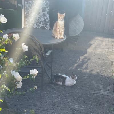 Mickey (voorheen Mike) en Murphy