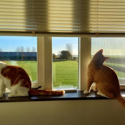 Nacho (voorheen Jasper) en Zimba (voorheen Koen)