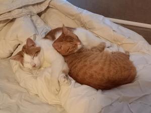 Nacho (voorheen Jasper) en Zimba (voorheen Koen)