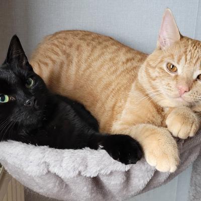 Ziggy (voorheen Max) en Kiki (voorheen Moekie)