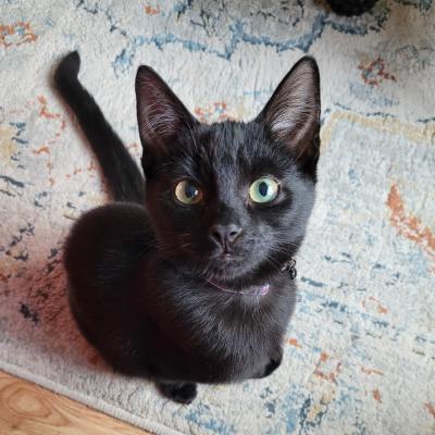 Ziggy (voorheen Max) en Kiki (voorheen Moekie)