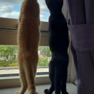 Ziggy (voorheen Max) en Kiki (voorheen Moekie)