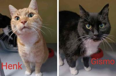 Foxy (voorheen Henk) en Soymo (voorheen Gismo)
